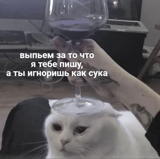 text small to medium-sized cats felidae