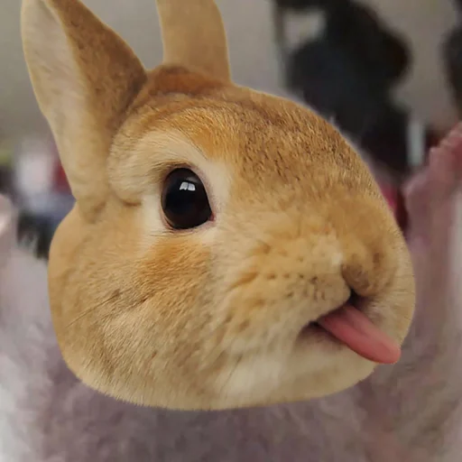 addtutou - мультфильм