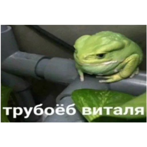 лягушка амфибия животное