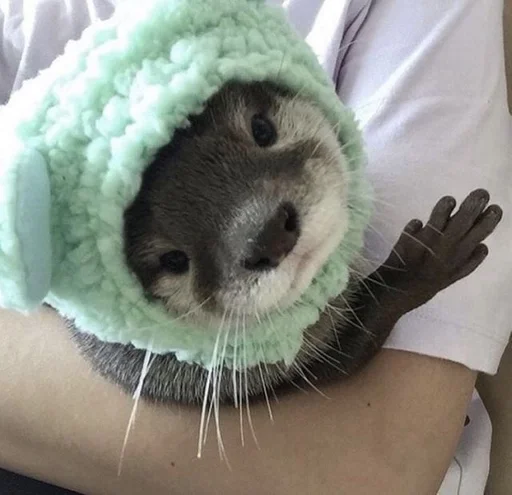 Sticker adore via :: @fStikBot - 11