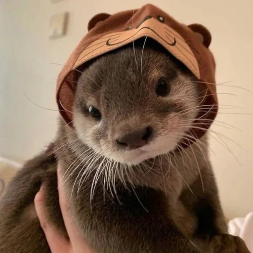 Sticker adore via :: @fStikBot - 2