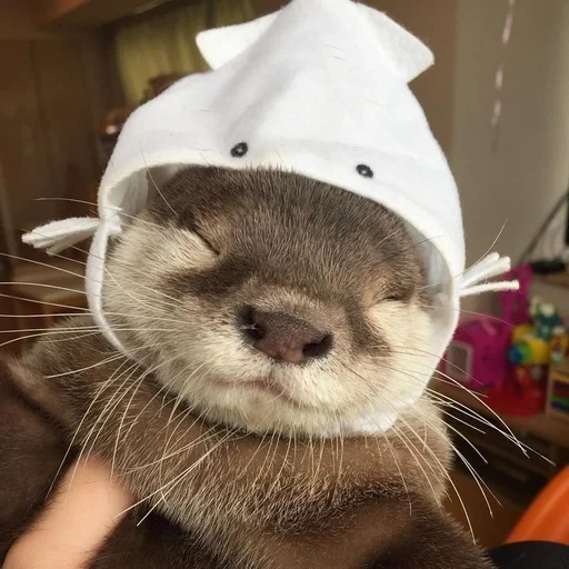 Sticker adore via :: @fStikBot - 0