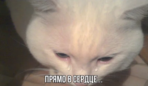 forMoron by @fStikBot - cartoon