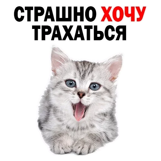 СМС животное млекопитающее