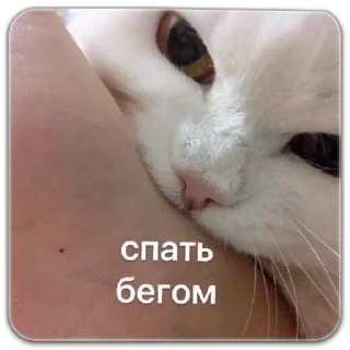 Sticker котики - 7
