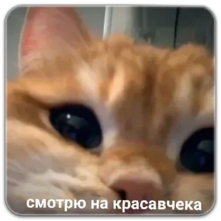 Sticker котики - 8