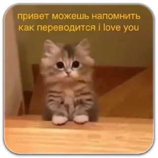 Sticker котики - 9