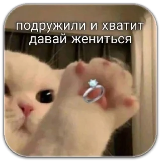 Sticker котики - 3