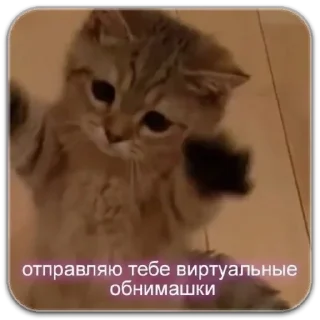 Sticker котики - 11