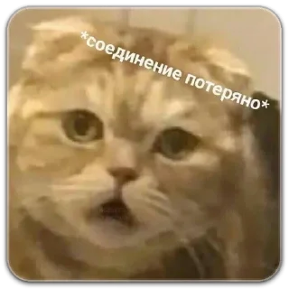 Sticker котики - 5