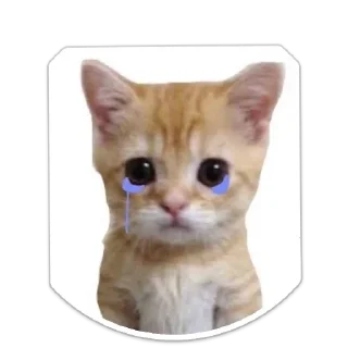 Sticker котики - 6