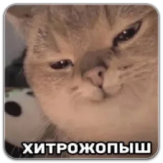 Sticker котики - 1