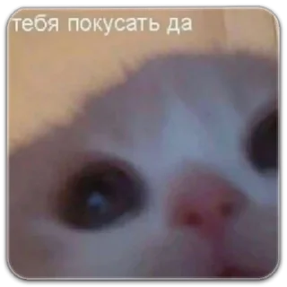 Sticker котики - 4