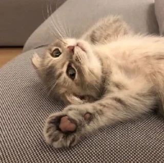 Sticker » ✨ cats !!; – - 9