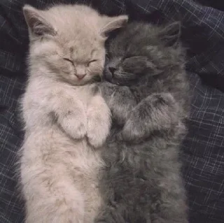 Sticker » ✨ cats !!; – - 7