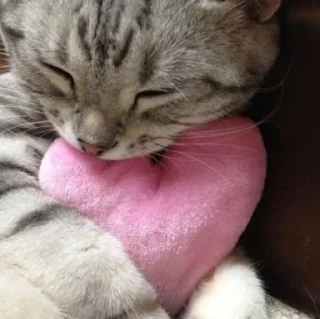 Sticker » ✨ cats !!; – - 10