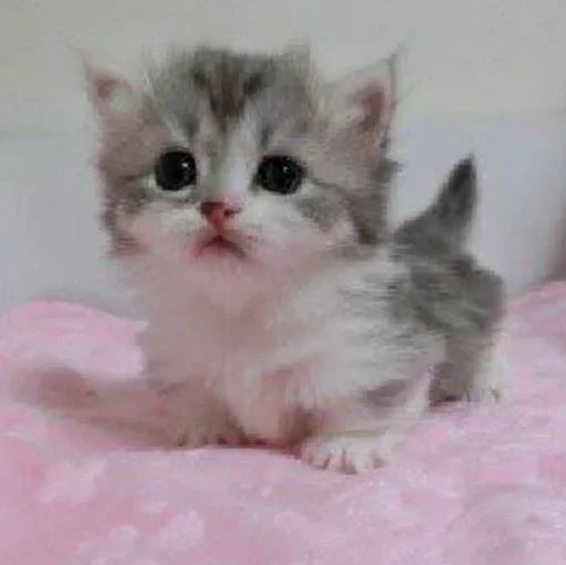 Sticker » ✨ cats !!; – - 4