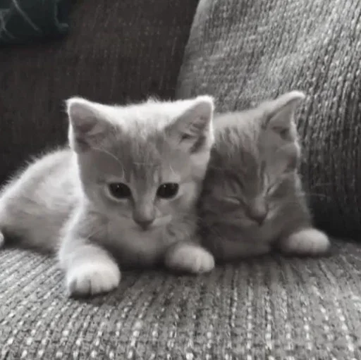 » ✨ cats !!; – - 