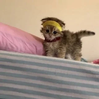 Sticker » ✨ cats !!; – - 8