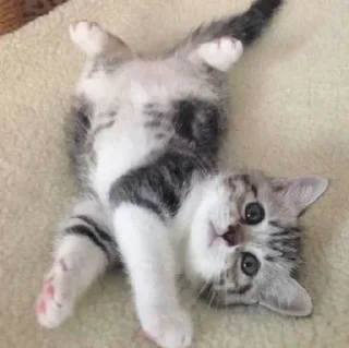 Sticker » ✨ cats !!; – - 1