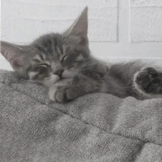 Sticker » ✨ cats !!; – - 3