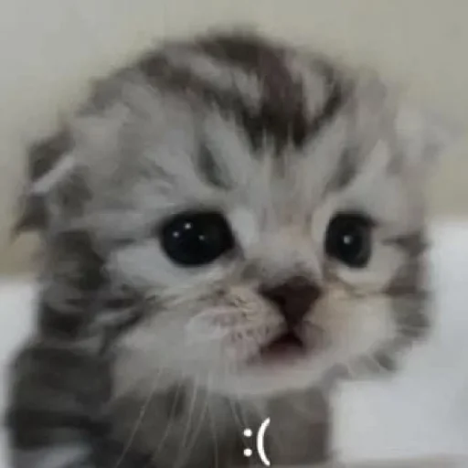 будь котом - 