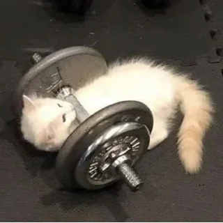 Стикер будь котом - 5