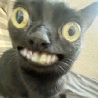 Стикер будь котом - 11