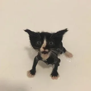 Стикер будь котом - 2