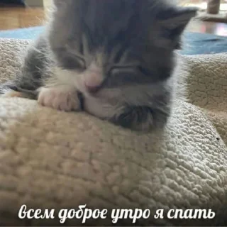 Стикер будь котом - 4