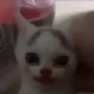 Стикер будь котом - 1