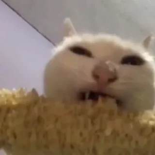 Стикер будь котом - 3