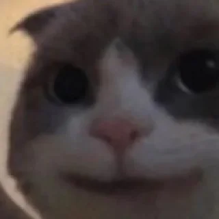 Стикер будь котом - 10