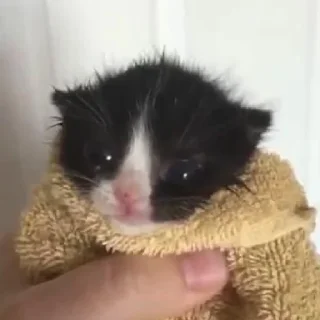 Стикер будь котом - 9