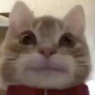 Стикер будь котом - 8