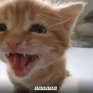 Стикер будь котом - 7