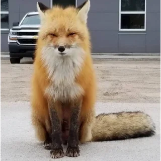 Sticker 🦊💓 - 1