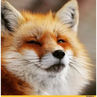 Sticker 🦊💓 - 7