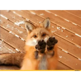 Sticker 🦊💓 - 6