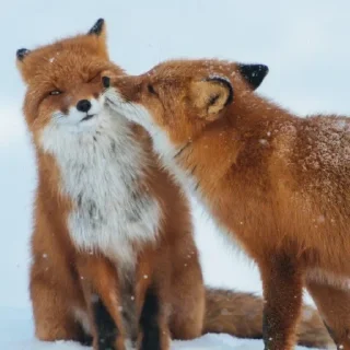 Sticker 🦊💓 - 10