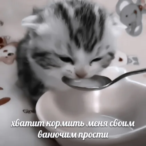 животное кошки малого и среднего размера кошачьи