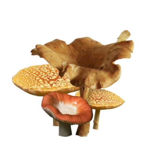 mushroom fungus edible mushroom