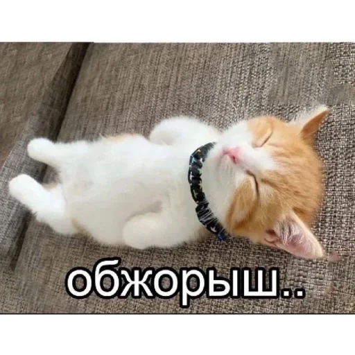 животное млекопитающее кошка