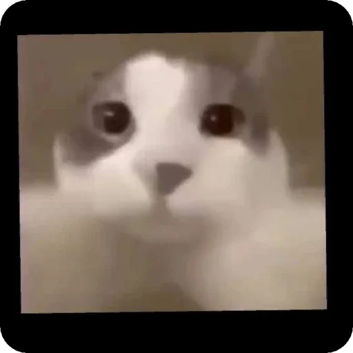 кошка животное млекопитающее