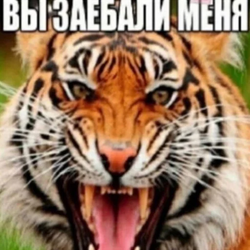 Sticker afflictedxdxd_by_TgEmodziBot - 1