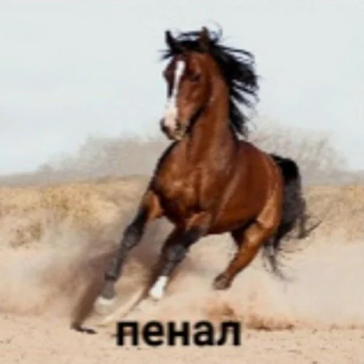 Стикер afflictedxdxd_by_TgEmodziBot - 1