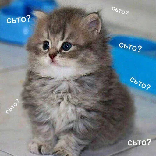 животное кошка млекопитающее