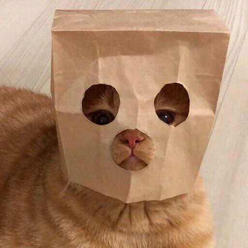 кошка аксессуар животное