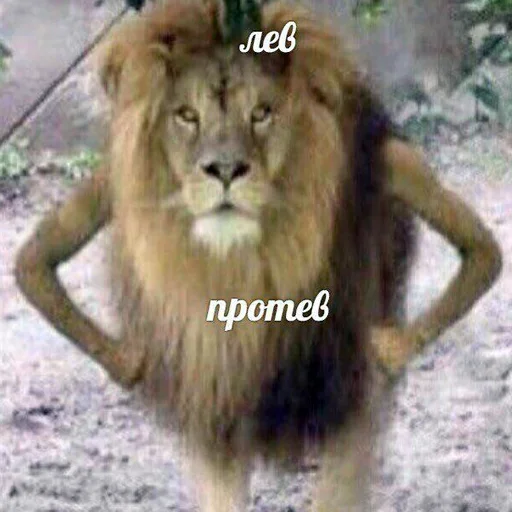 животное млекопитающее большая кошка