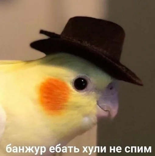 Sticker Мои пизделки (агент ирис) - 1